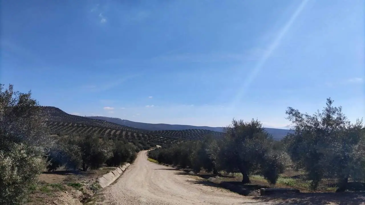 Olivar de Ja&eacute;n. - Viva Ja&eacute;n