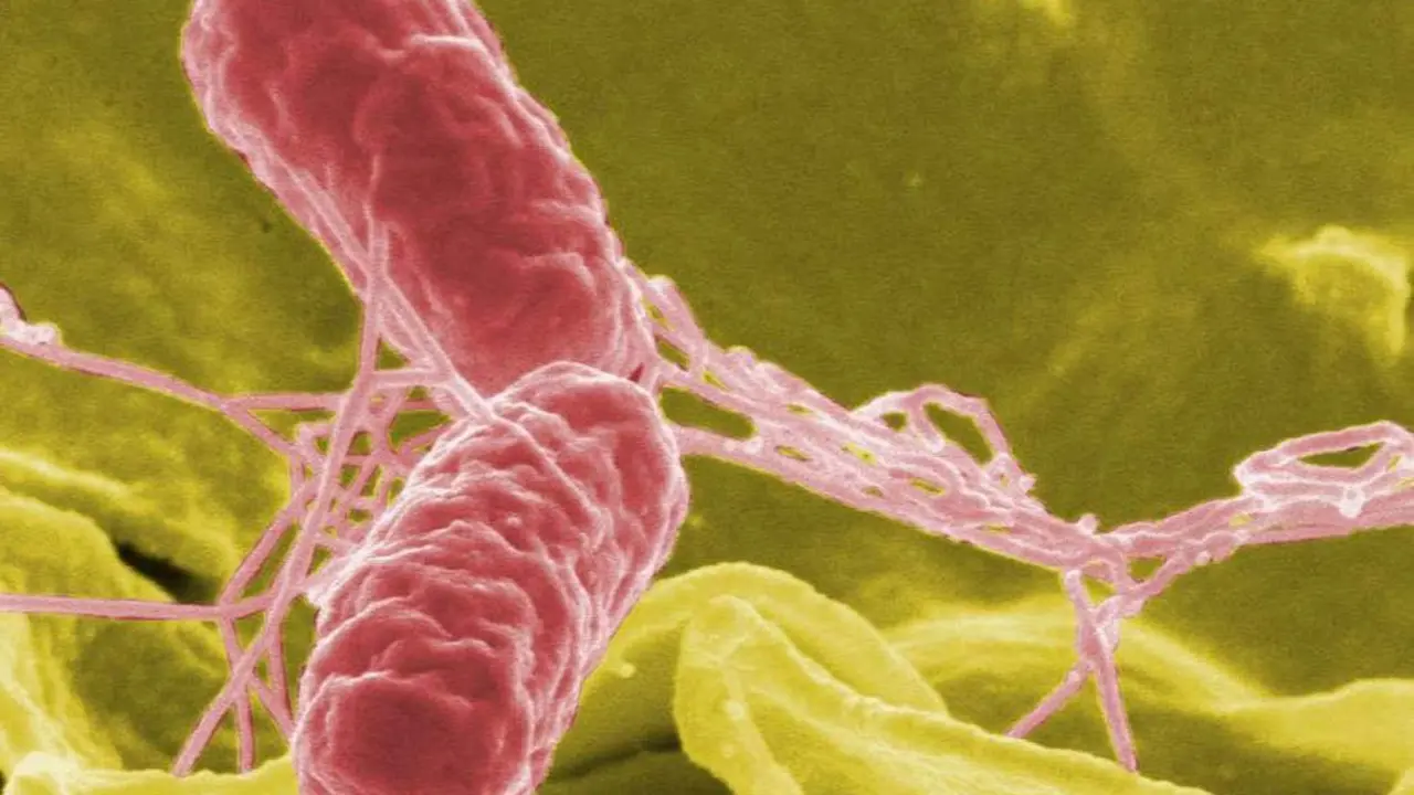 Bacteria de la salmonela - 
