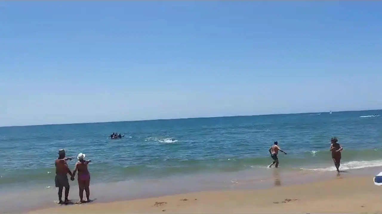 Sorpresa en la playa de La Antilla: "&iexcl;Es una orca!"