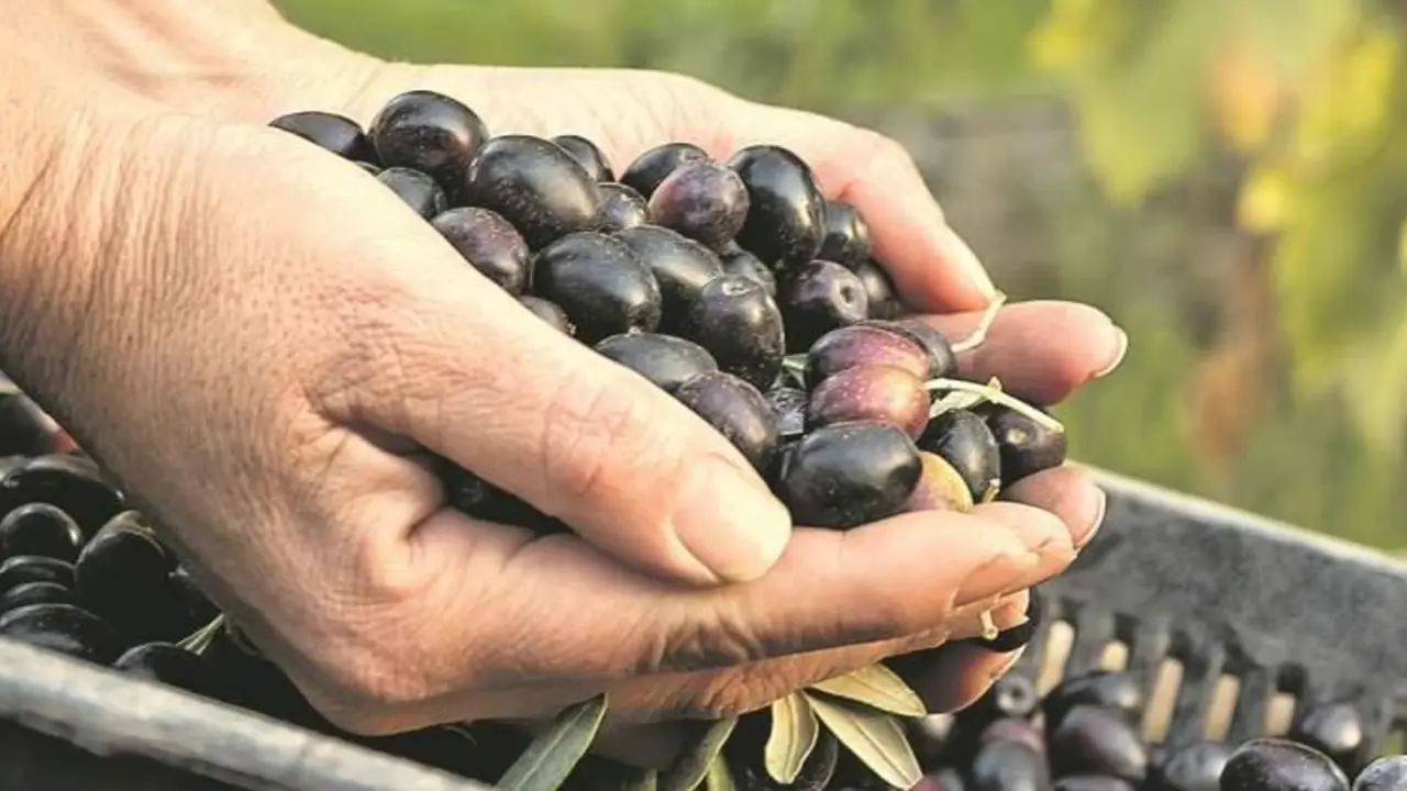 Un pu&ntilde;ado de aceitunas negras. - Andaluc&iacute;a Informaci&oacute;n