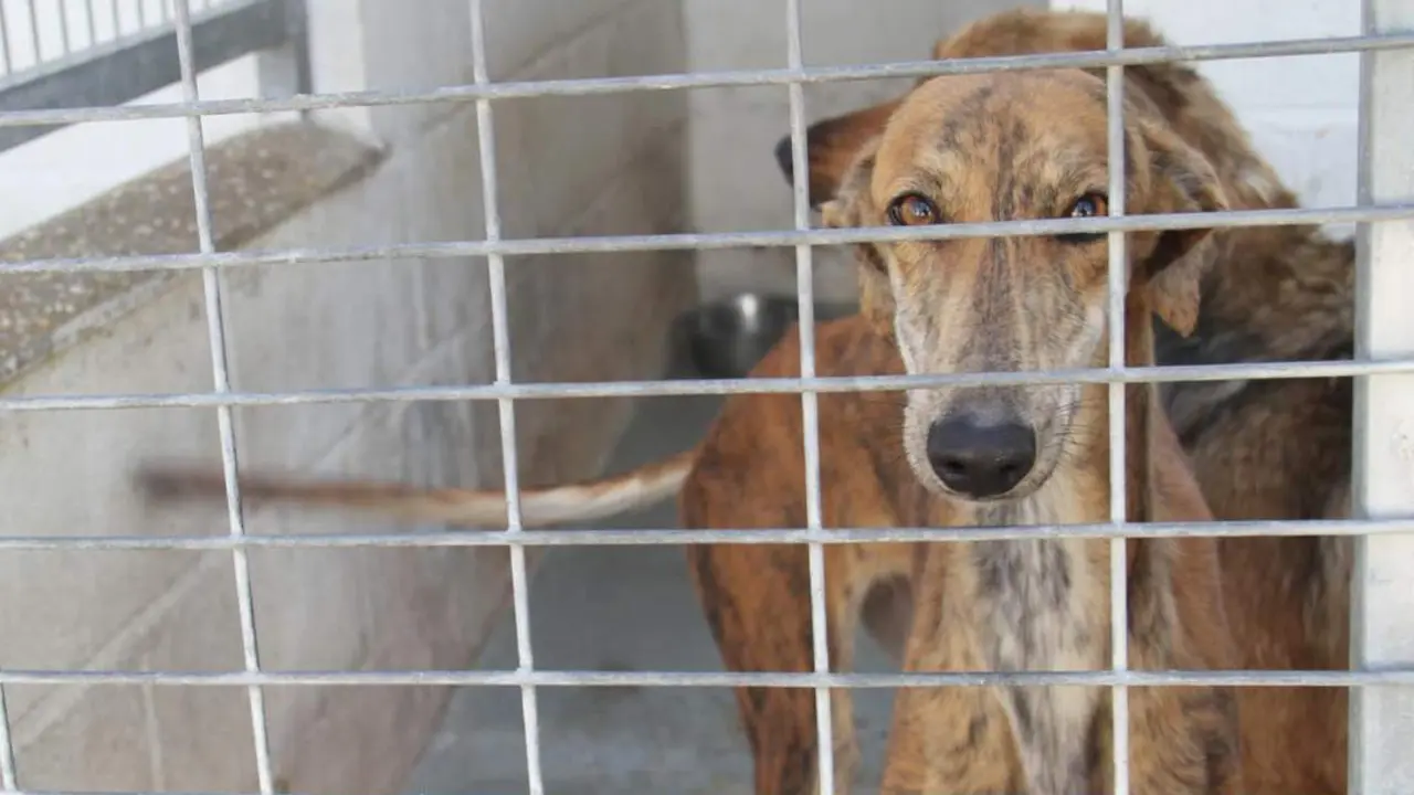 Centro Provincial de Animales- - Diputaci&oacute;n de Huelva