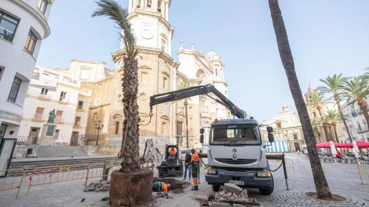 Operarios reponiendo la nueva palmera.  - Viva