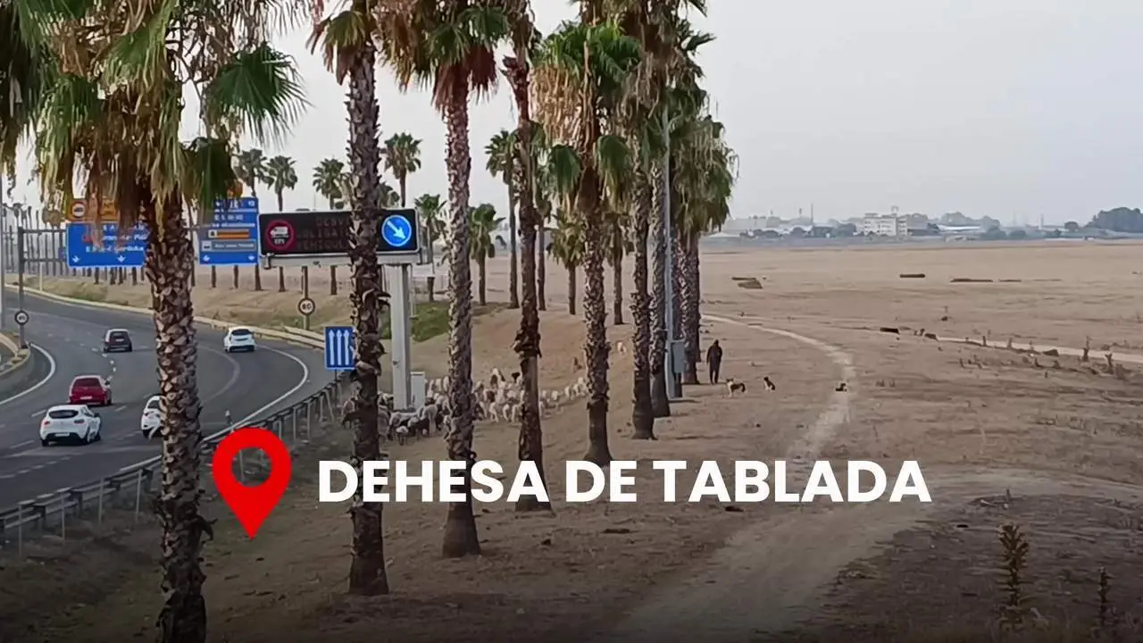PSOE propone que la dehesa de Tablada tenga la consideraci&oacute;n "definitiva" de suelo p&uacute;blico