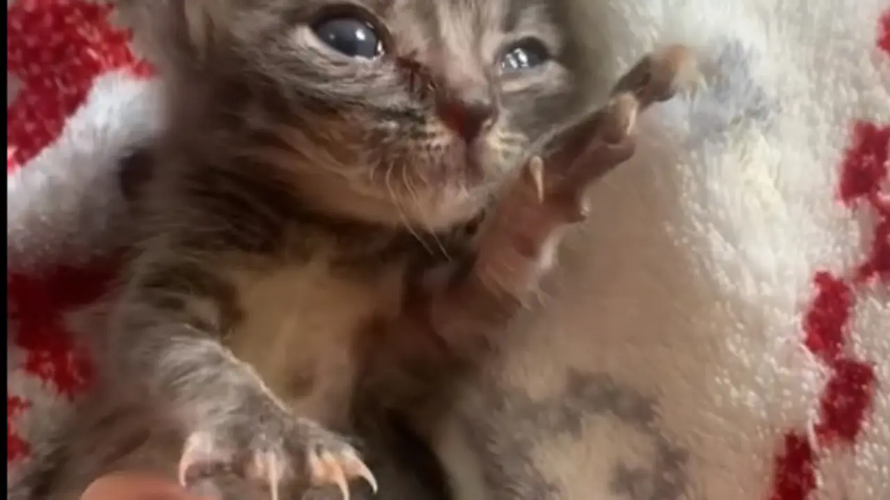 Emotiva historia de supervivencia de dos gatitas reci&eacute;n nacidas abandonadas en Algeciras