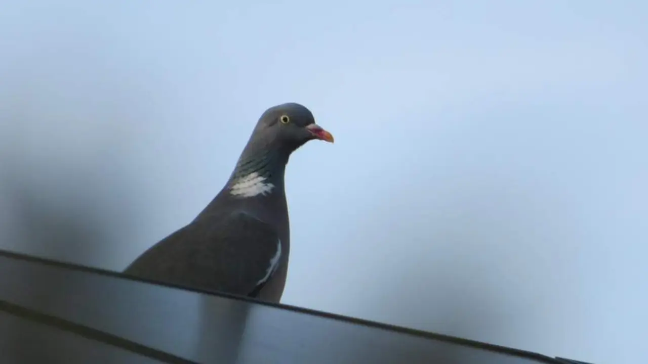 Una paloma ante una ventana de casa. - 