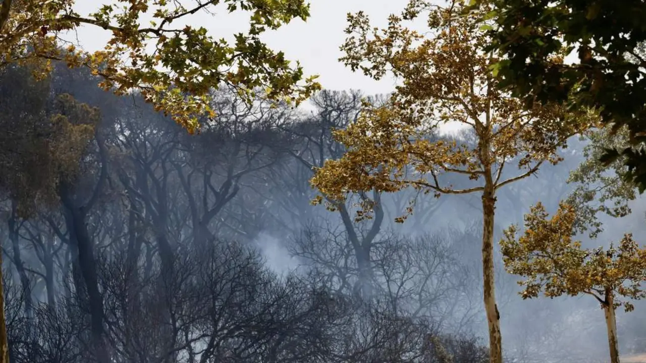 Vista de Las Canteras tras el incendio. - VIVA
