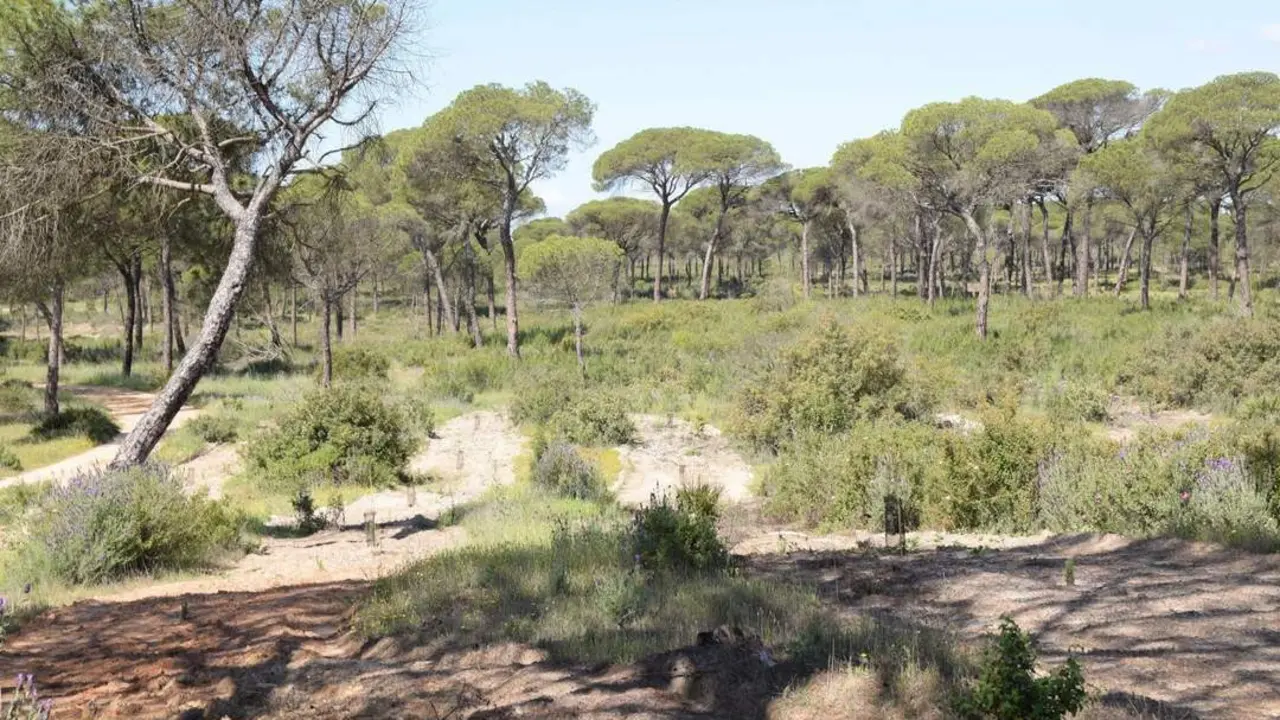 &Aacute;rboles en Do&ntilde;ana. - UNEI/EUROPA PRESS