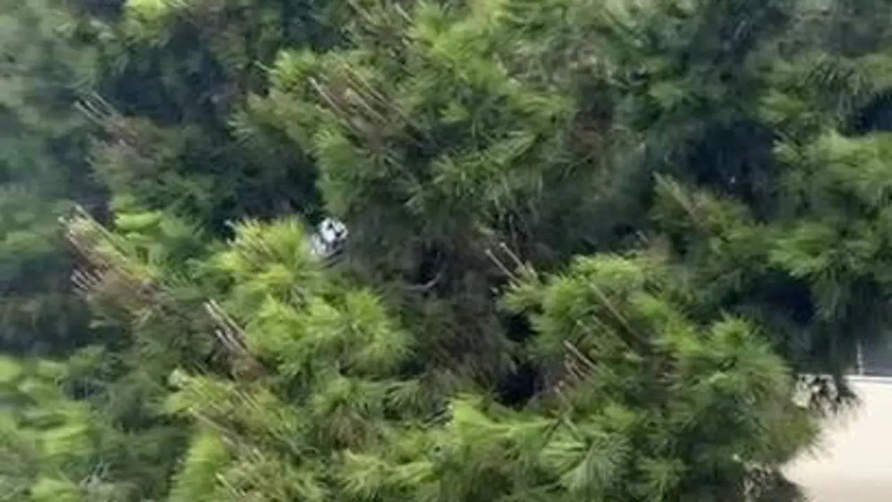 Cae un &aacute;rbol de grandes dimensiones en el interior del colegio de San Fernando