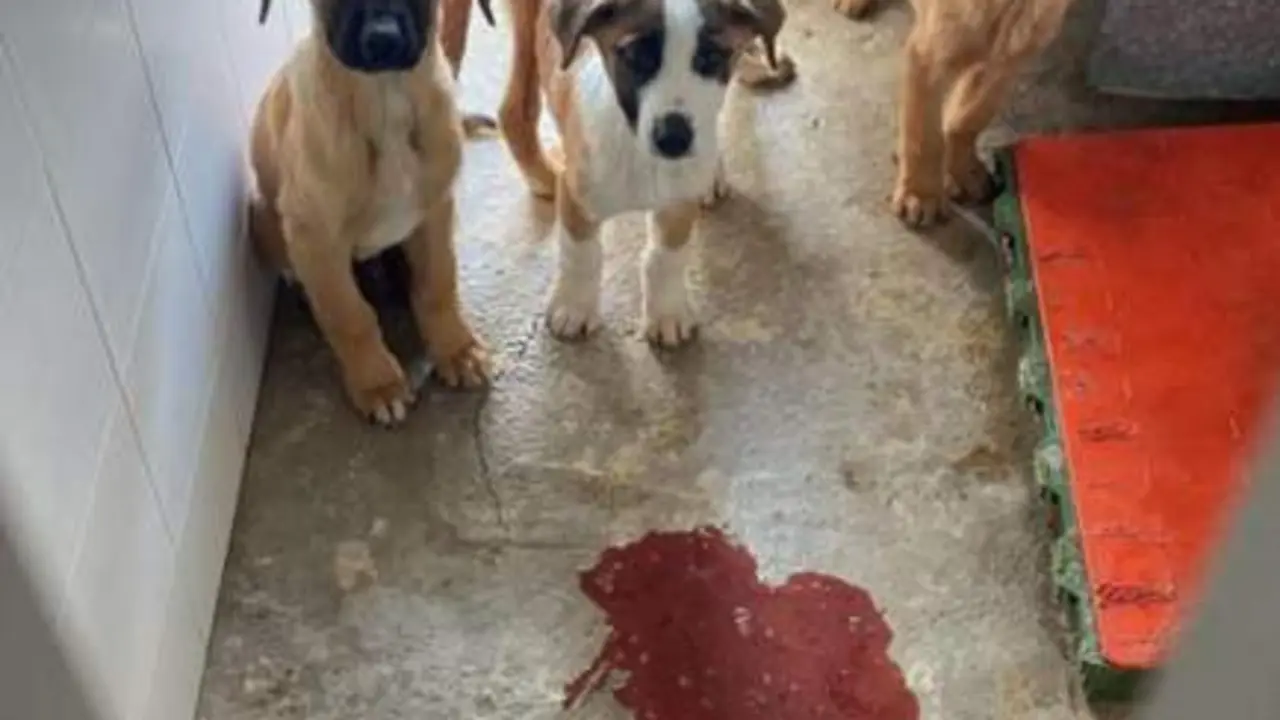 Perros en el centro municipal. - Cedida