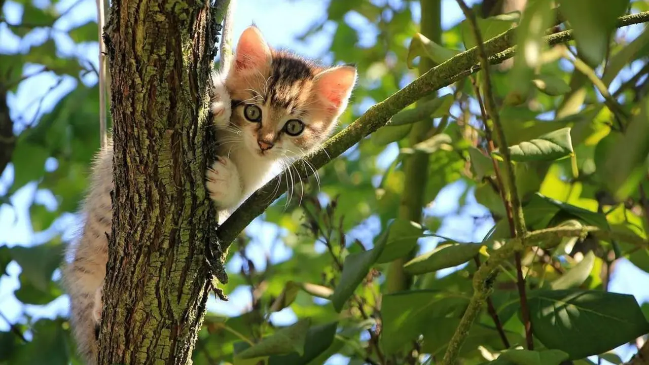 Gato callejero. - Pavel en Pixabay
