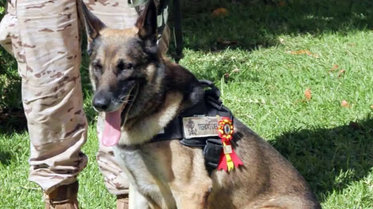 Un de los perros condecorados. - Armada