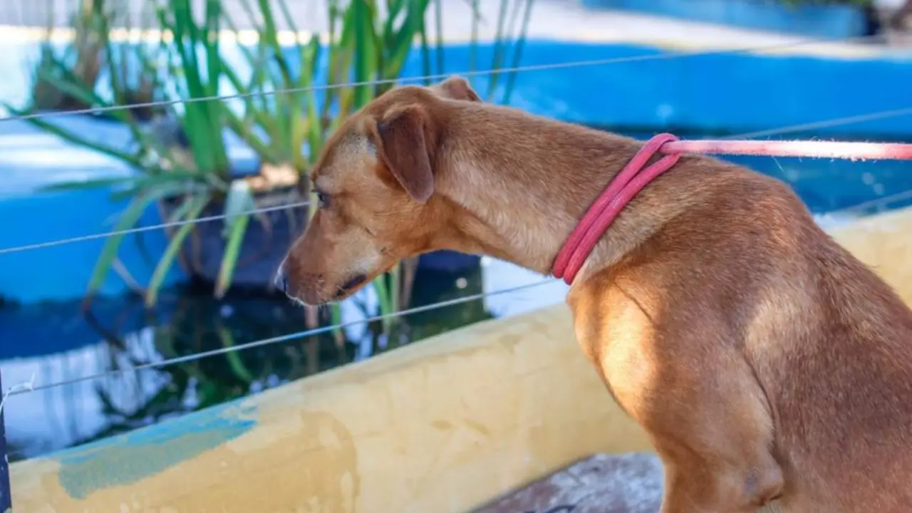Perro rescatado por la Protectora. - SPAPM