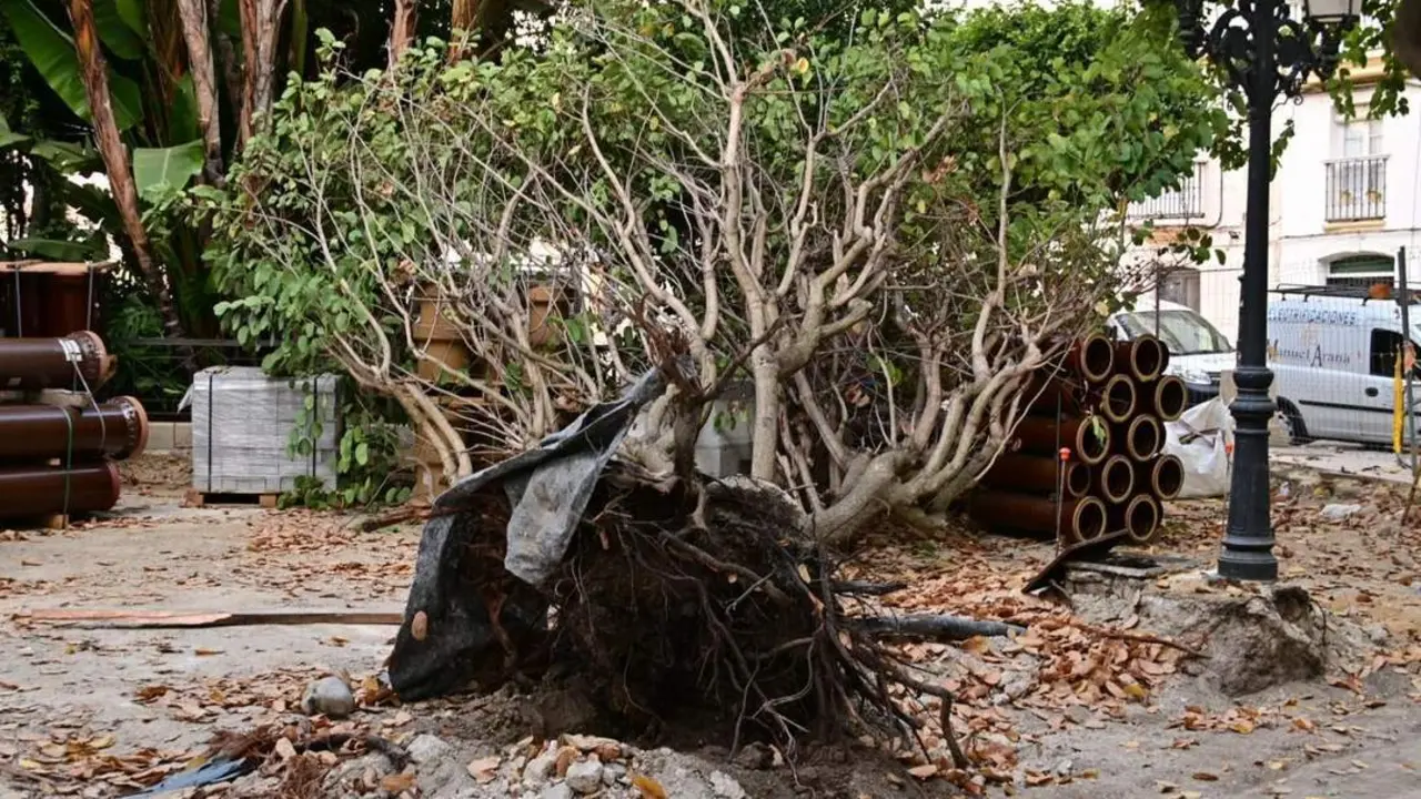 Ca&iacute;da de un &aacute;rbol en la plaza Candelaria.  - EULOGIO GARC&Iacute;A 