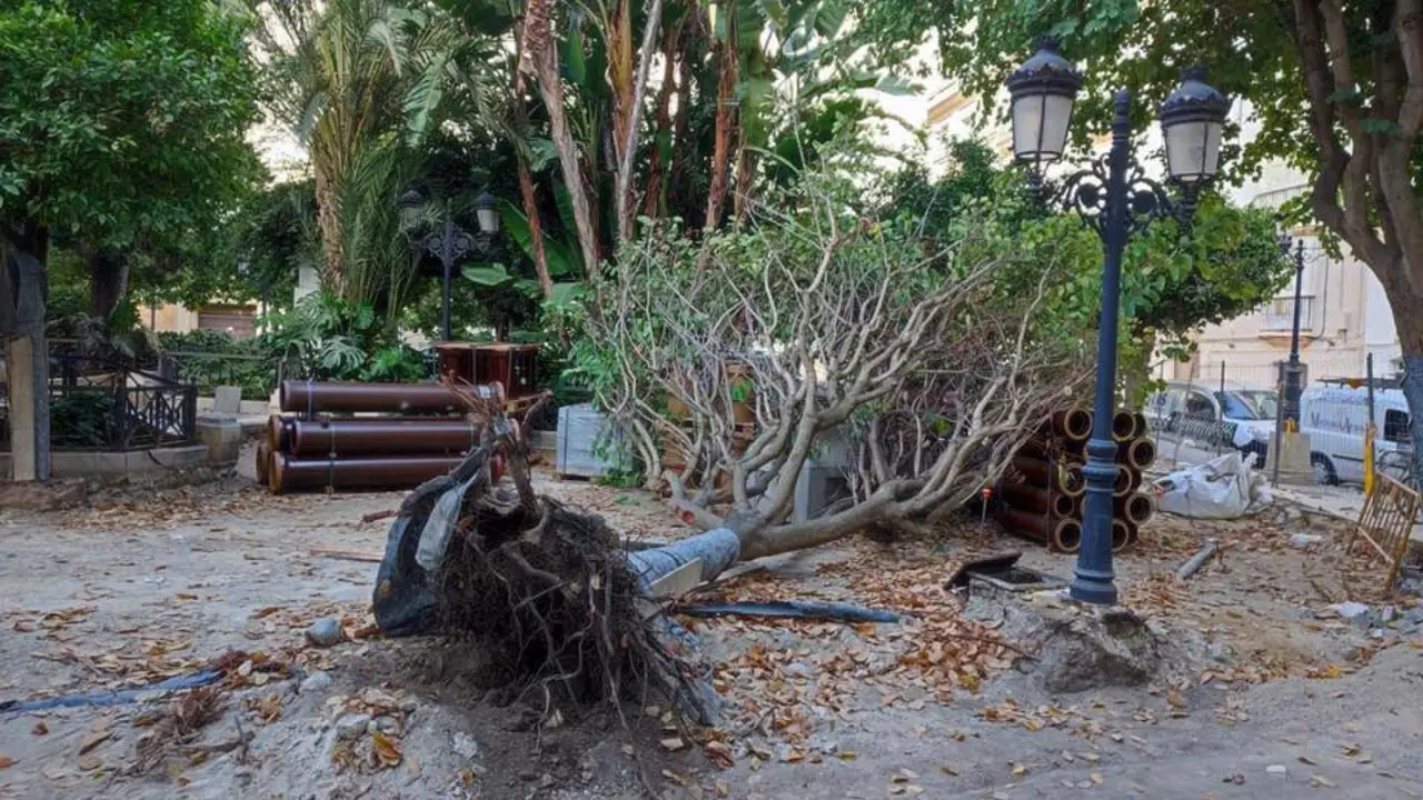 El &aacute;rbol se encontraba dentro de la zona de obras de Candelaria.  - EULOGIO GARC&Iacute;A