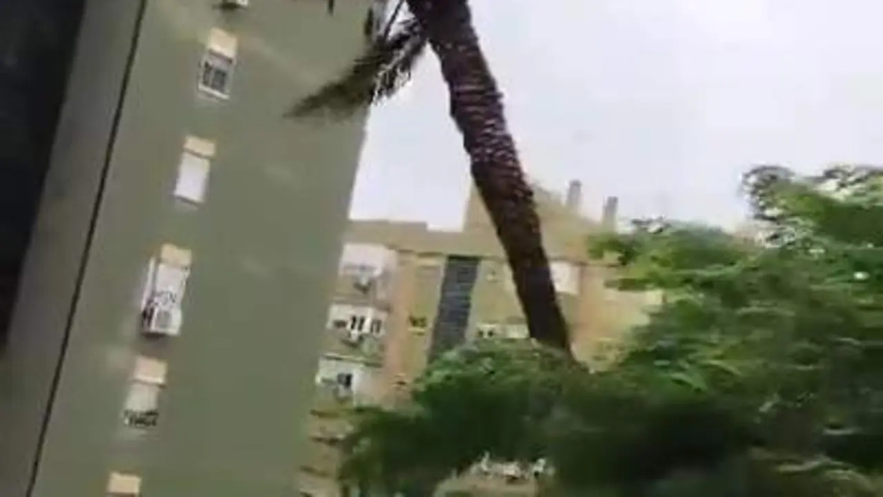 Viral el v&iacute;deo de una mujer retransmitiendo la ca&iacute;da de una palmera en Sevilla