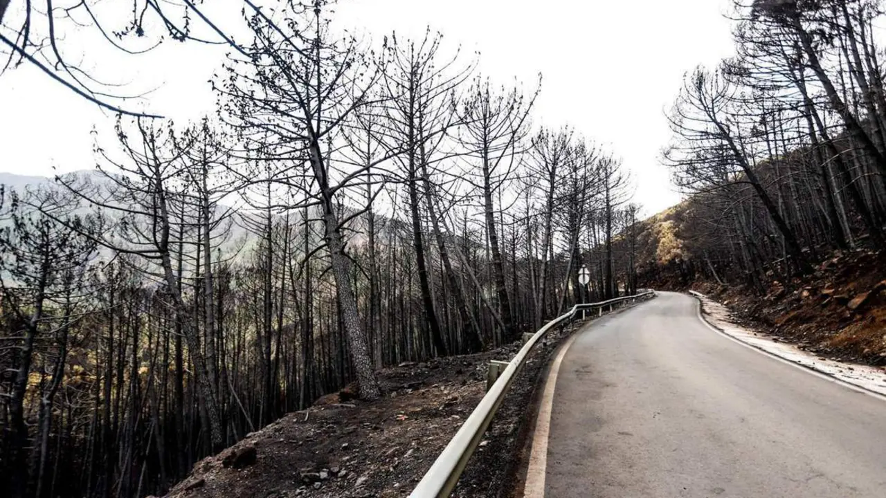 Zonas quemadas por el incendio en Estepona. - &Aacute;lex Zea/Europa Press