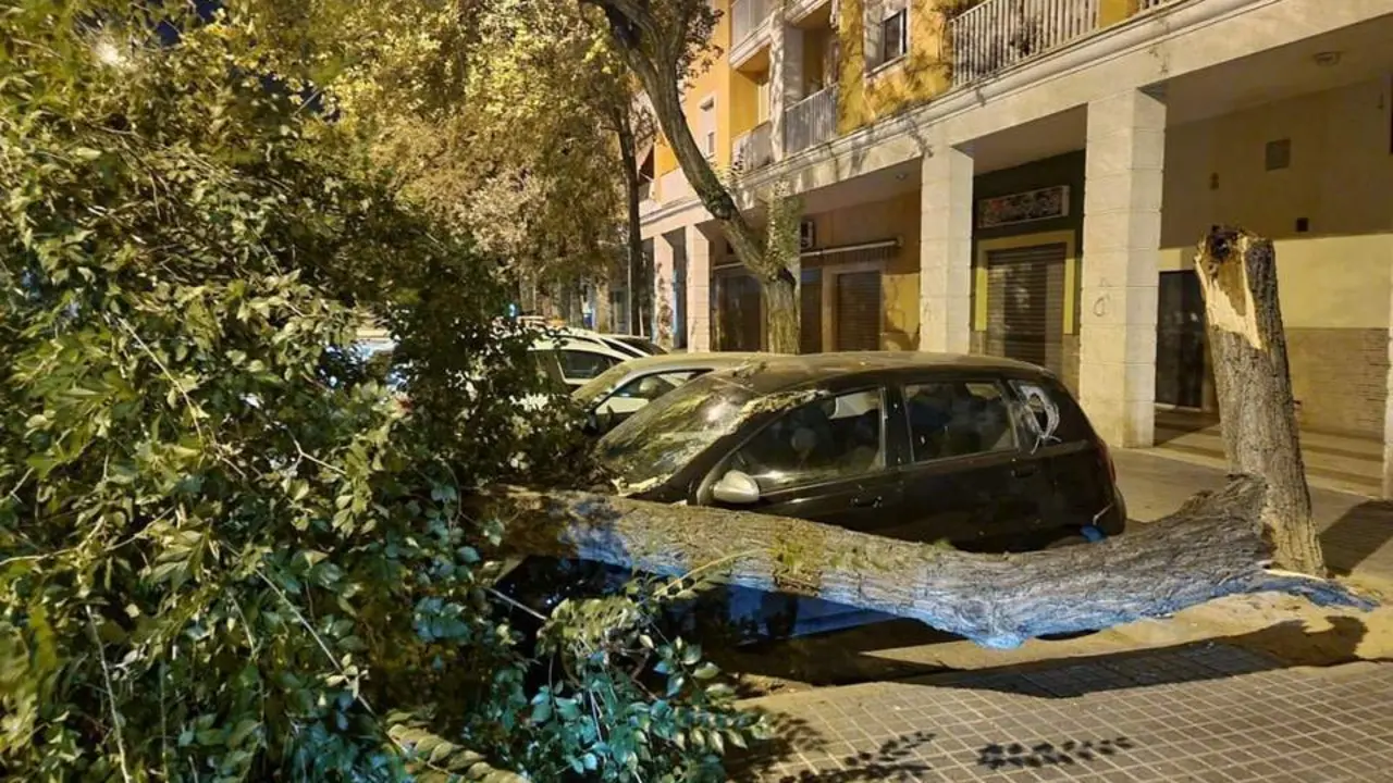 Un &aacute;rbol ca&iacute;do en una calle de C&oacute;rdoba. - Psoe