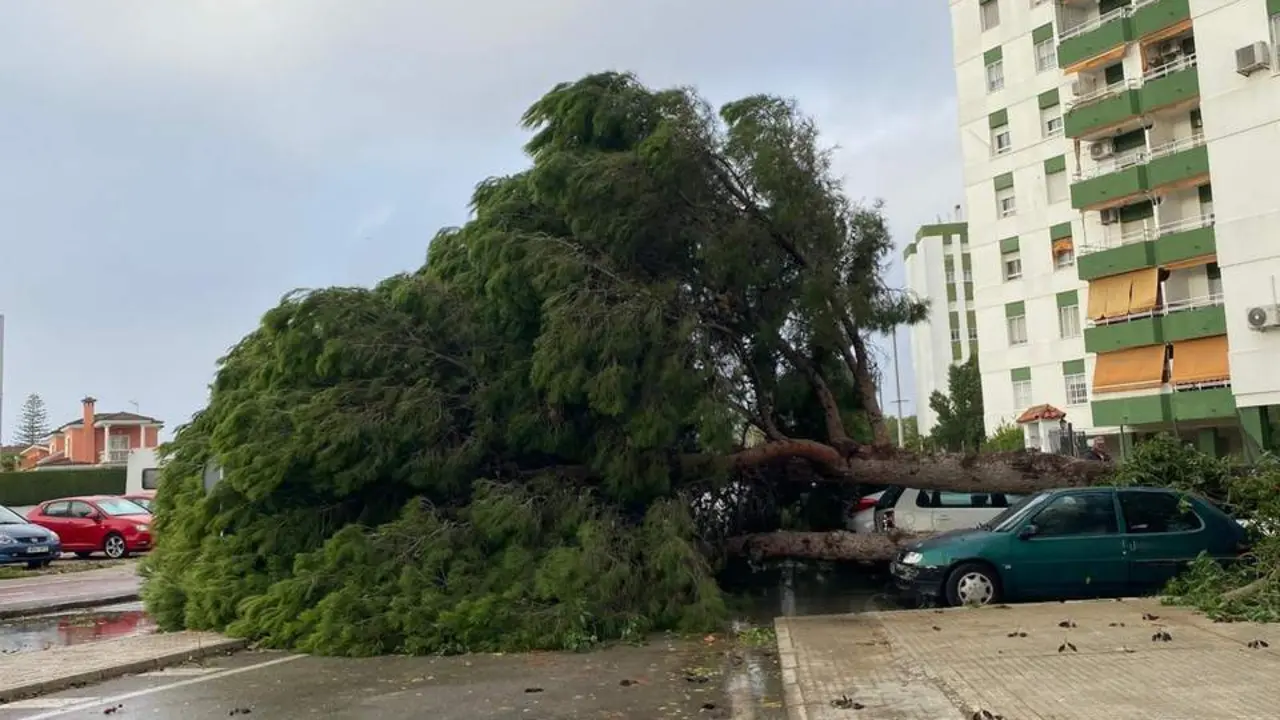 Un &aacute;rbol sobre un coche en El Almendral.  - Cristo Garc&iacute;a