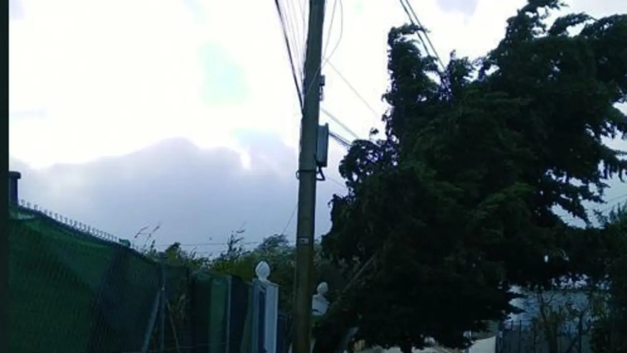 Les preocupa que el &aacute;rbol caiga y afecte al poste el&eacute;ctrico. - Viva