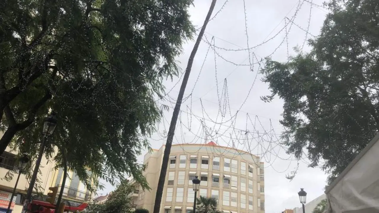 La centenaria palmera de Huelva. - VGPALACIOS