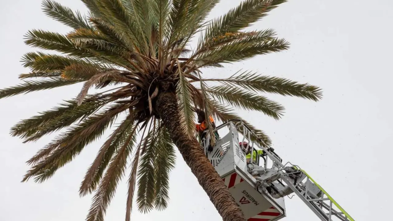 Inspecci&oacute;n de la palmera. - VH