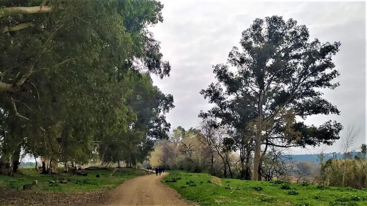 El bosque de ribera de la Dehesa de Tablada. - Mesa por Tablada