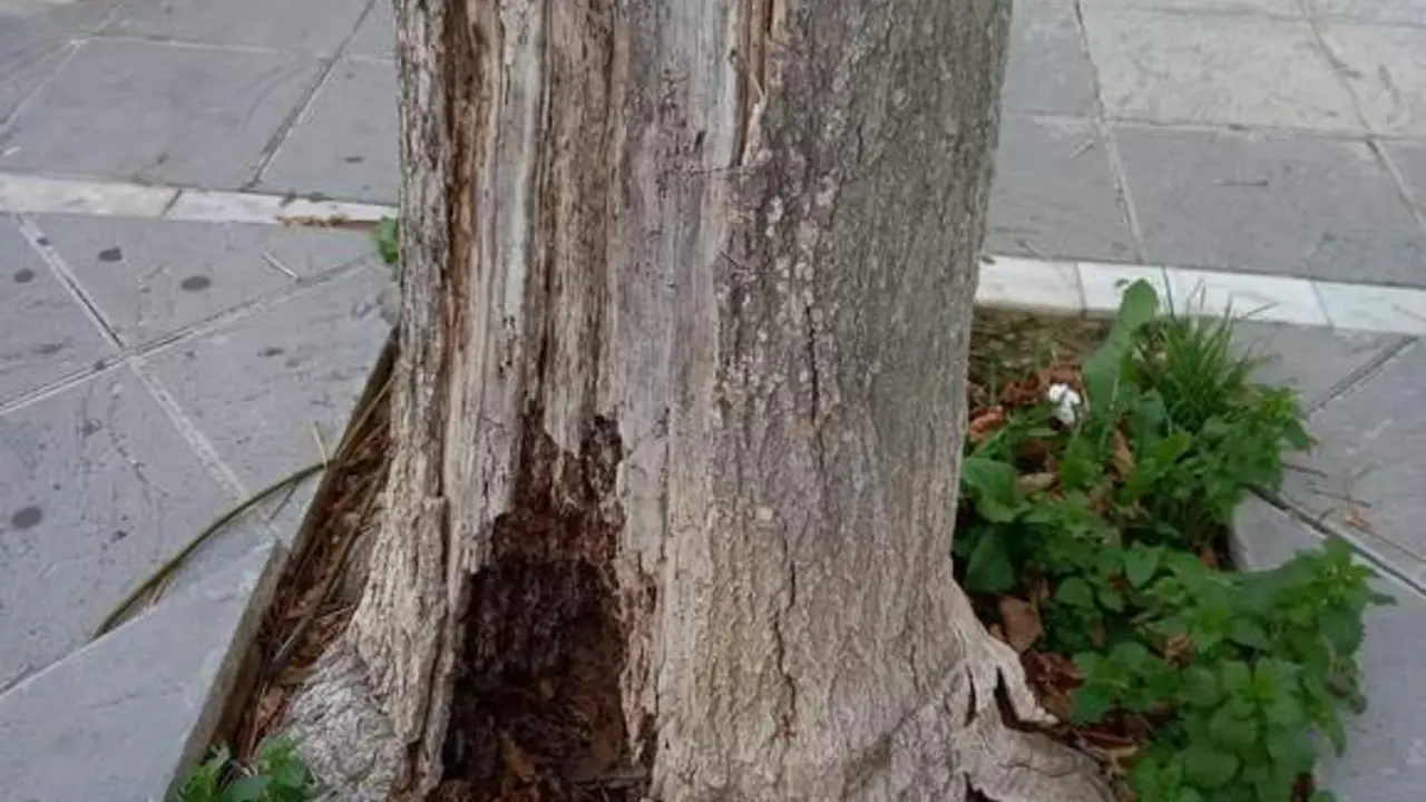Arbol vejer - 