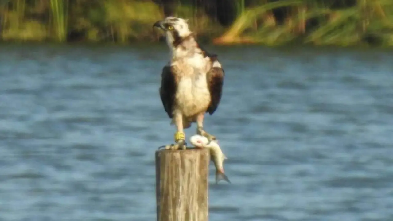 &Aacute;guila pescadora. - VH