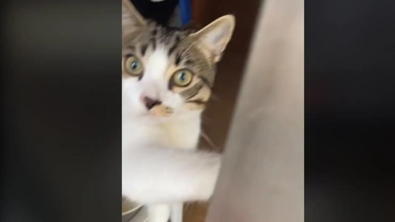 Mimo, en el momento de abrir el balc&oacute;n. - @ben4ich4.ish44k / TikTok