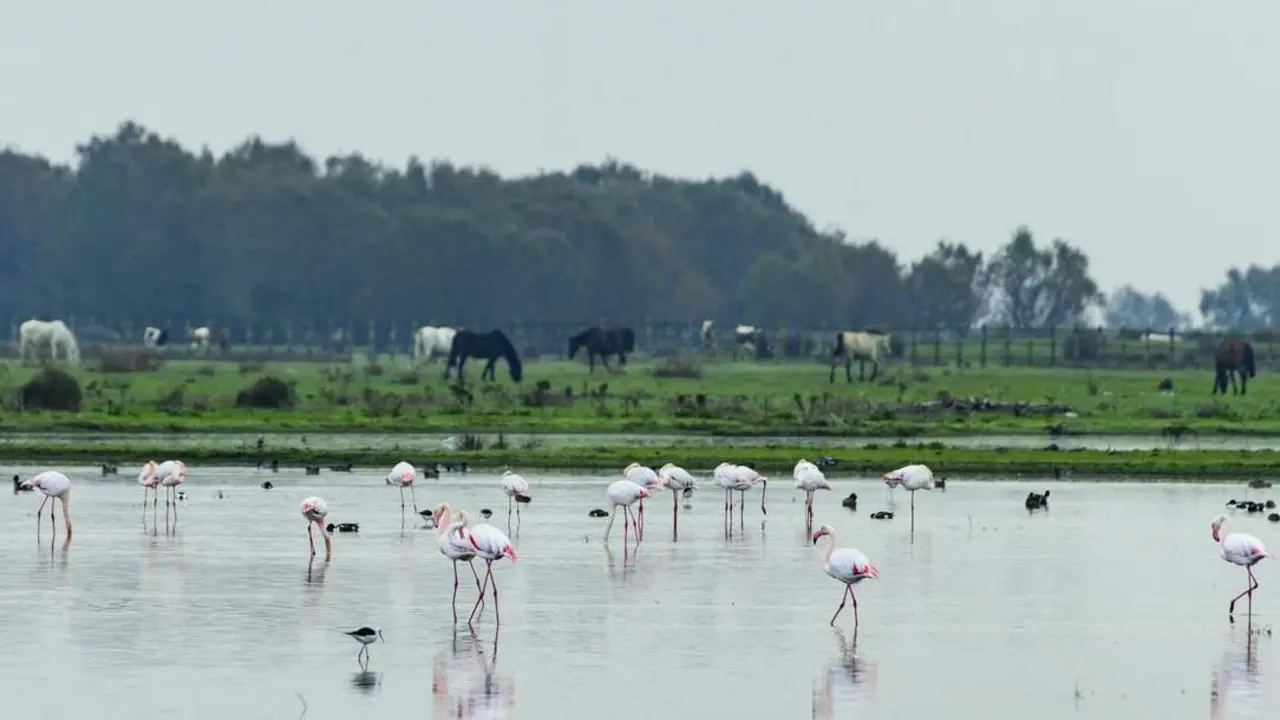 Do&ntilde;ana. - EFE