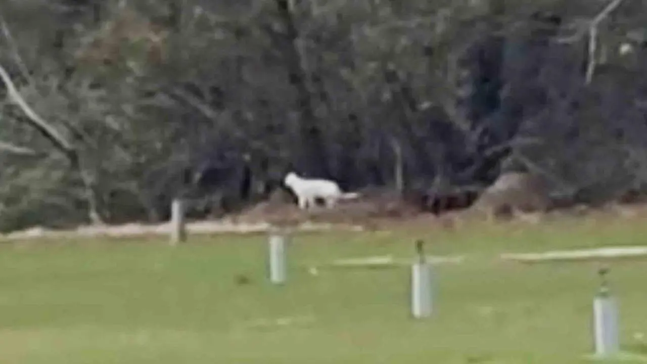 El &ldquo;felino de grandes dimensiones&rdquo; visto en Los Barrios. - AI