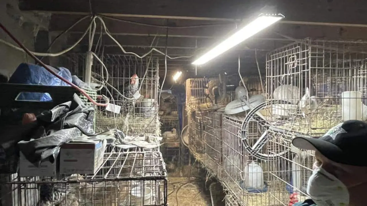 Aves hacinadas en la vivienda. - Oficina del Sheriff del condado de Polk
