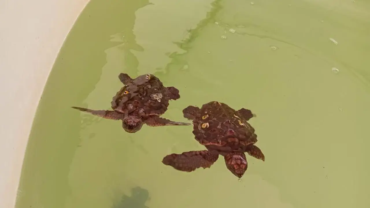 Dos tortugas en el Cegma de Algeciras. - AI