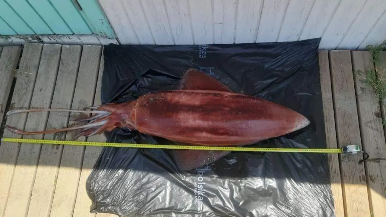 Calamar gigante en La L&iacute;nea. - AI