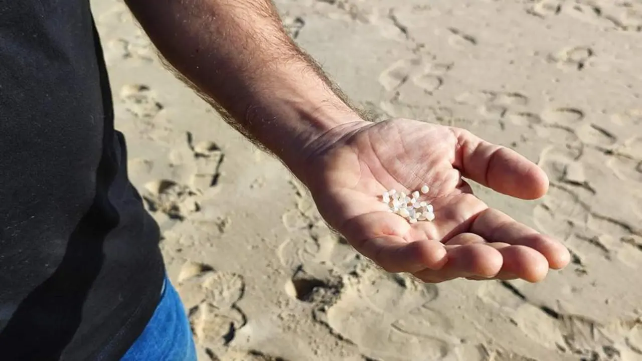 Pellets en Bolonia. - DFV
