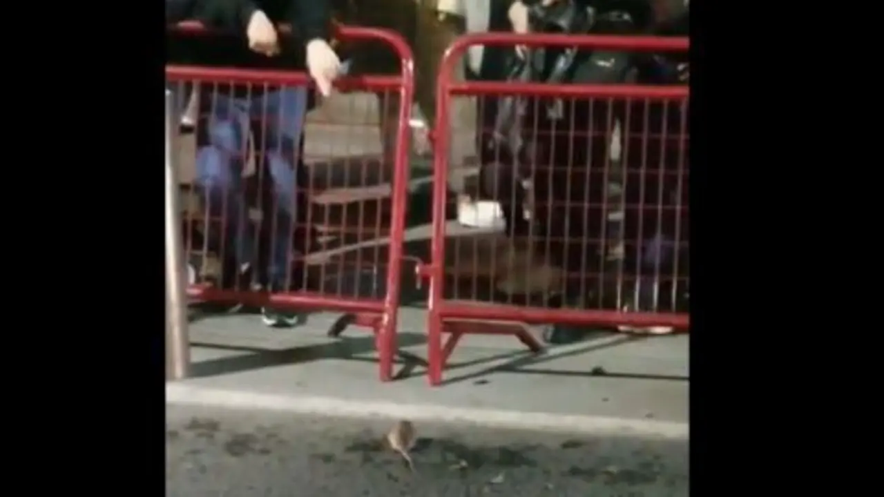 &iquest;De d&oacute;nde salen las ratas que hasta se pasearon por la cabalgata de Reyes de Almer&iacute;a?
