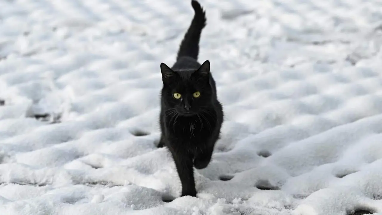 Un gato anda sobre la nieve. - EP