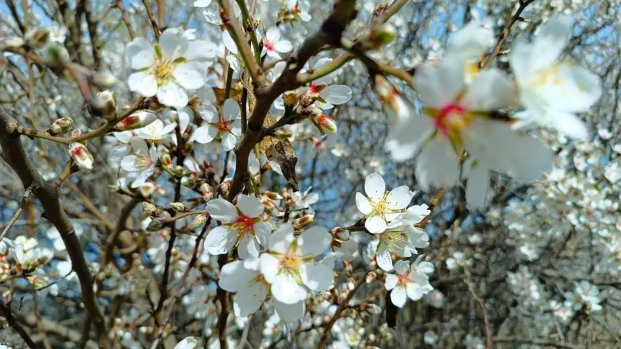 Almendros en flor, este viernes, en Alcal&aacute;.  - Juan Jos&eacute; Montiel