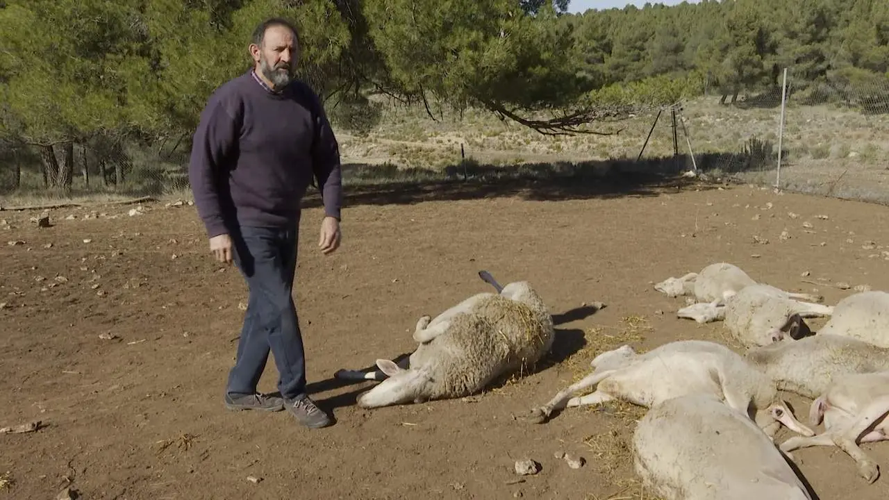 Ganadero pierde 10 ovejas en el presunto primer ataque de lobo en la Comunidad Valenciana