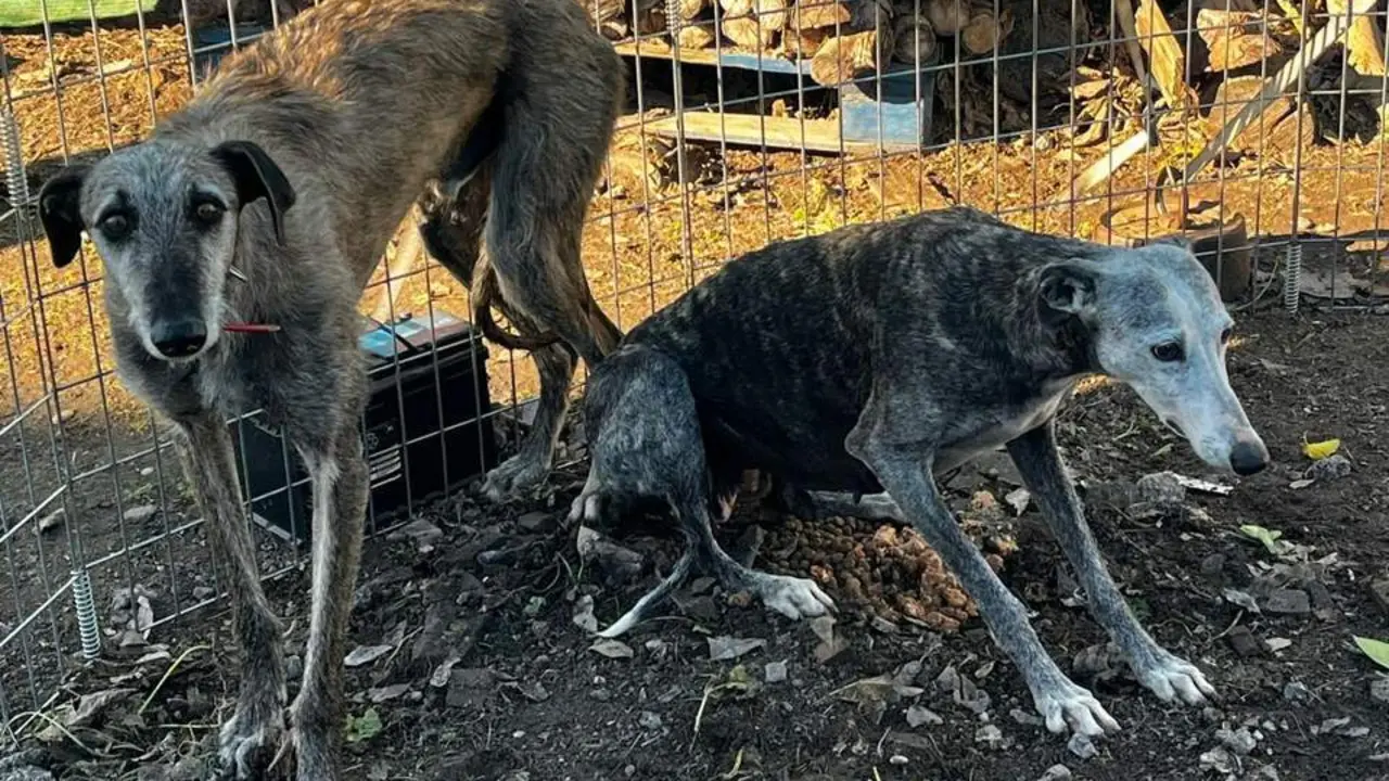 Perros rescatados. - Galgos del Sur