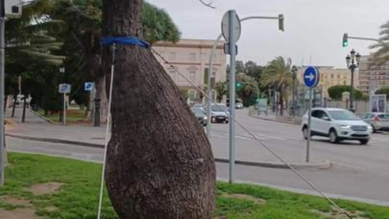&Aacute;rbol que ser&aacute; retirado en Canalejas. - VIVA