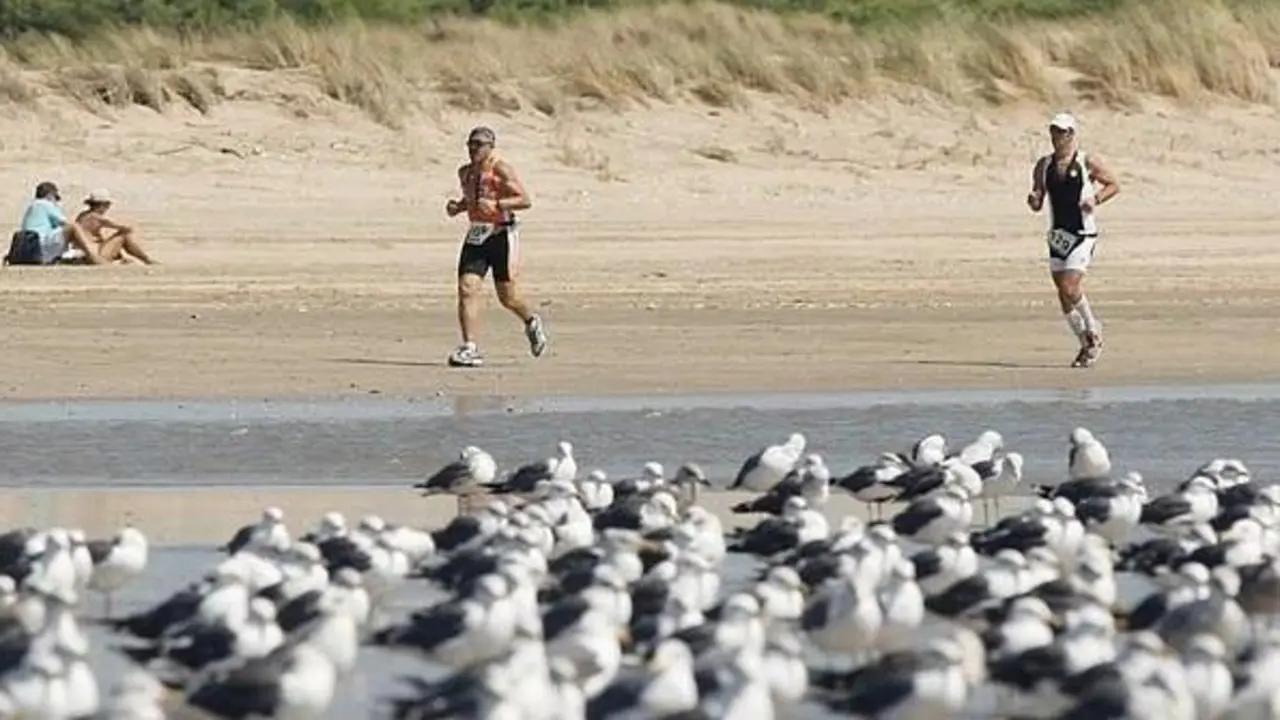 Las gaviotas tambi&eacute;n est&aacute;n presentes en el Desaf&iacute;o Do&ntilde;ana - DD