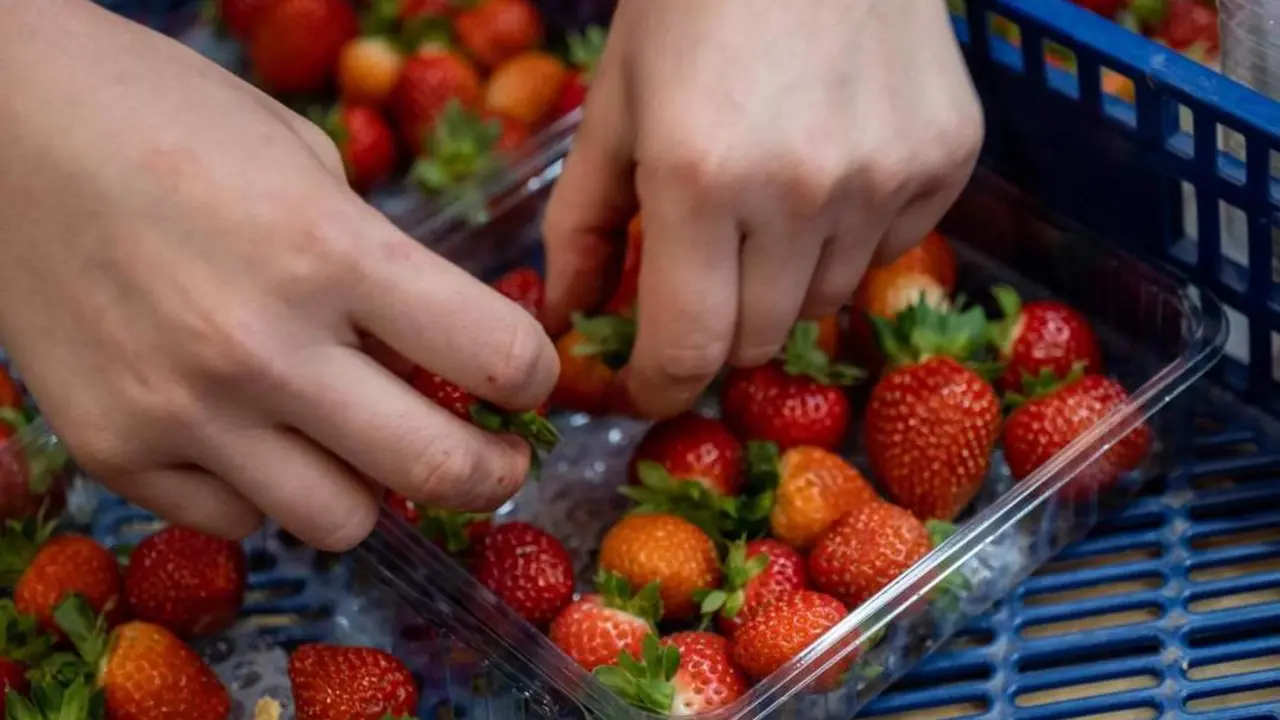 Fresas onubenses. - Juli&aacute;n P&eacute;rez/EFE