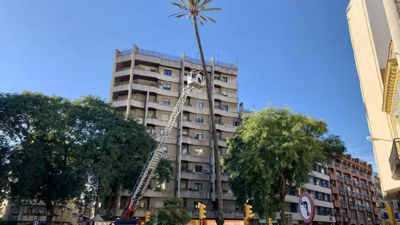 Revisi&oacute;n de la palmera. - VH