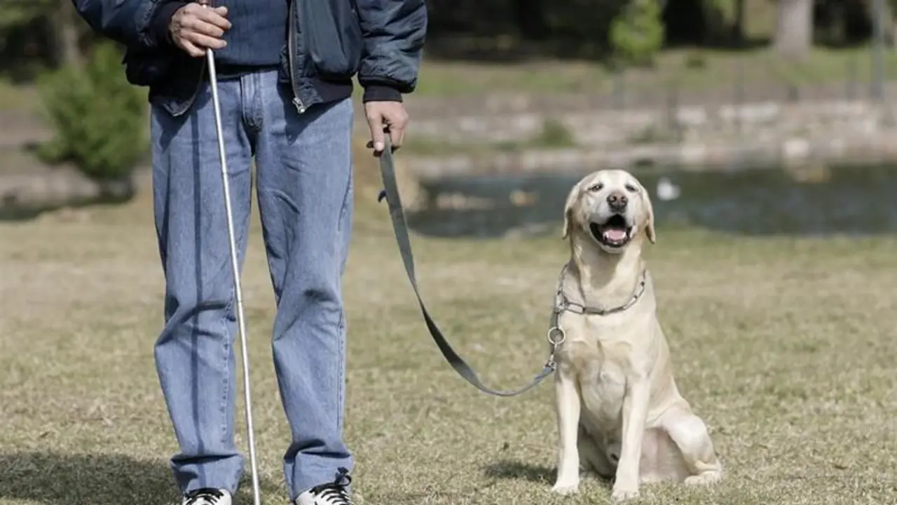 Hay un apartado sobre los perros gu&iacute;a. - EP