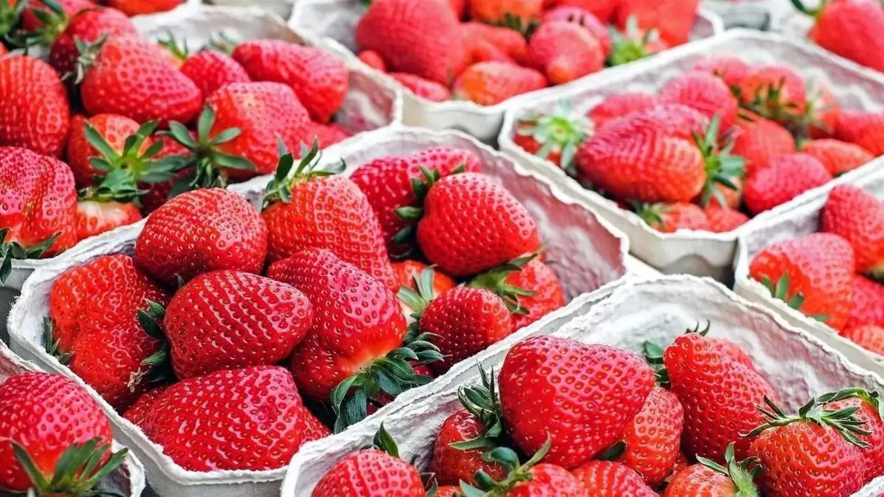 Fresas. - 
