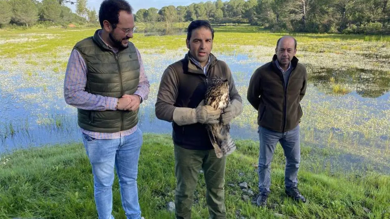 Suelta del b&uacute;ho real en Fuente de la Corcha. - VH