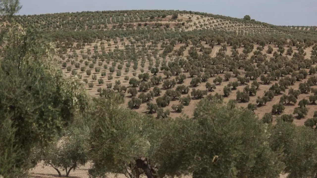 Olivar en Ja&eacute;n. - Roc&iacute;o Ruz.