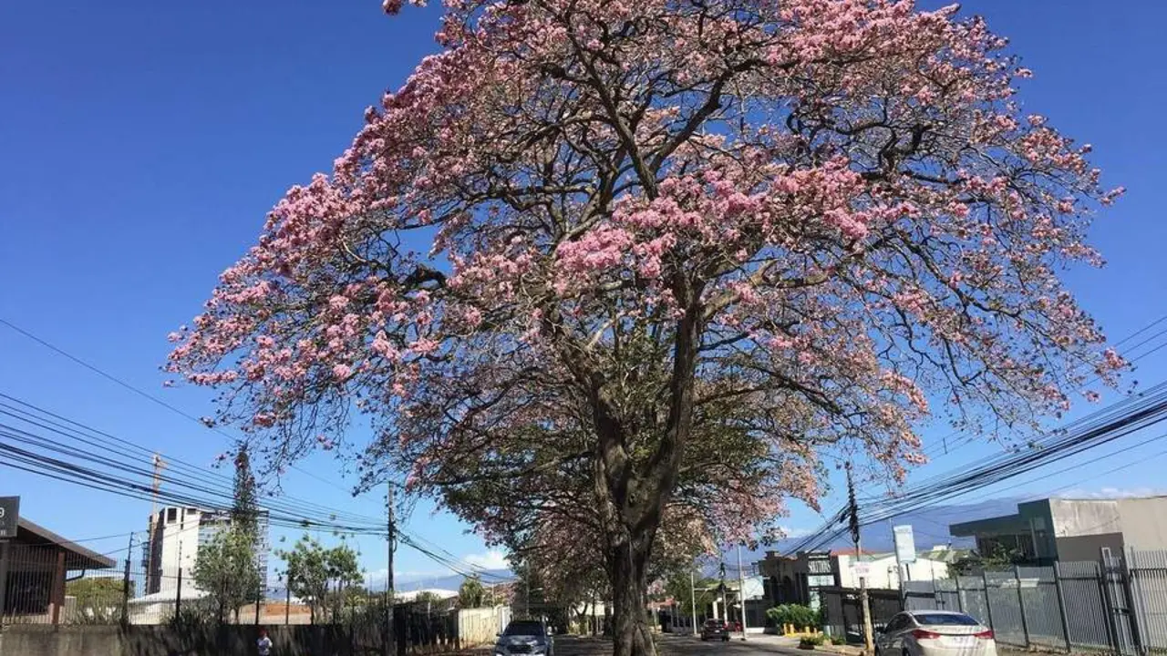 &Aacute;rbol urbano. - graficafirenze en Pixabay
