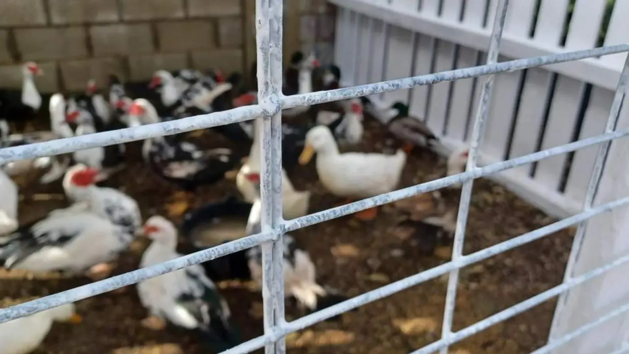Patos del Parque Almirante Laulh&eacute;. - A.I.